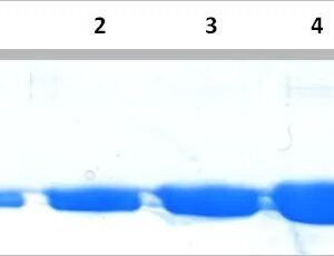 InstantBlue® Coomassie Protein Stain, 1000ml