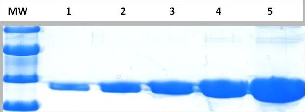 InstantBlue® Coomassie Protein Stain, 1000ml