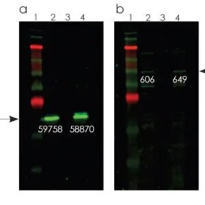 Optiblot SDS-PAGE Sample Preparation Kit