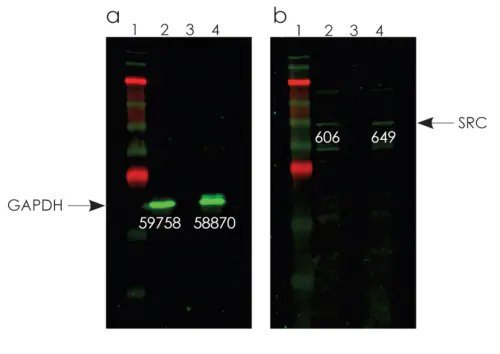 Optiblot SDS-PAGE Sample Preparation Kit