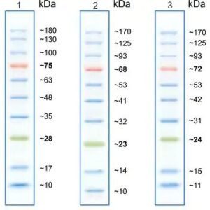 Prestained Protein Ladder – Mid-range molecular weight (10 - 180 kDa)