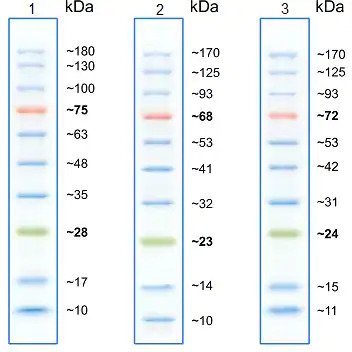 Prestained Protein Ladder – Mid-range molecular weight (10 - 180 kDa)