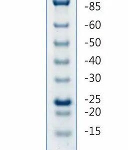 Unstained Protein Ladder (10 - 200 kDa)