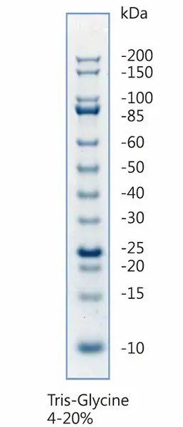Unstained Protein Ladder (10 - 200 kDa)